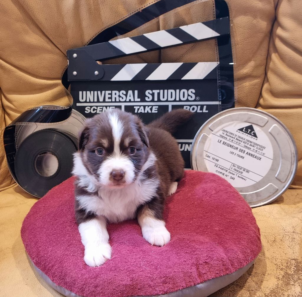 Arnaud Maréchal - Chiots disponibles - Berger Australien