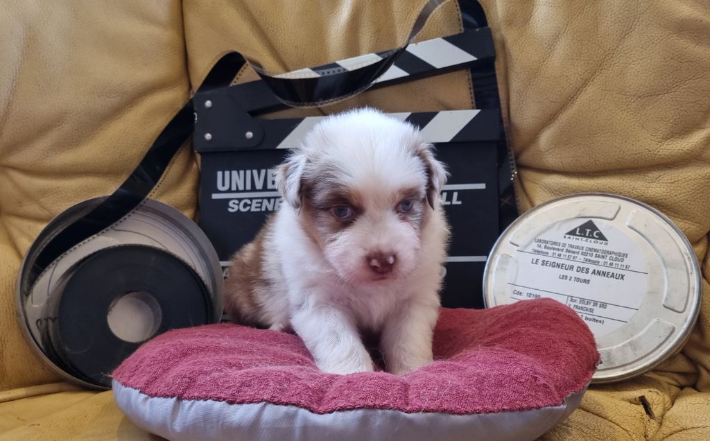 Arnaud Maréchal - Chiots disponibles - Berger Australien