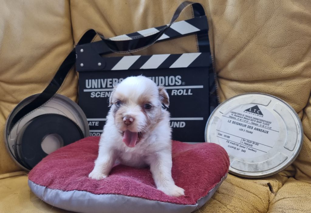Arnaud Maréchal - Chiots disponibles - Berger Australien