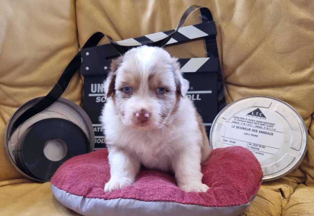 Arnaud Maréchal - Chiots disponibles - Berger Australien