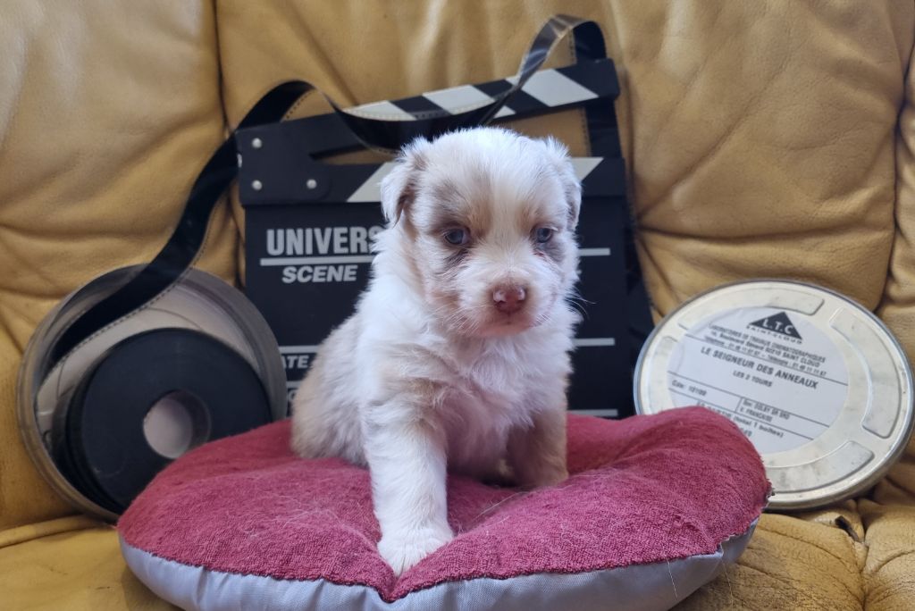 Arnaud Maréchal - Chiots disponibles - Berger Australien