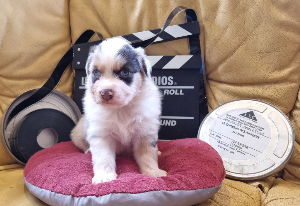 Arnaud Maréchal - Chiots disponibles - Berger Australien